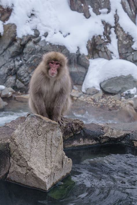 Japanese Macaque Bathing in Hot Springs, Stock Image - Image of macaque, spring: 70960351