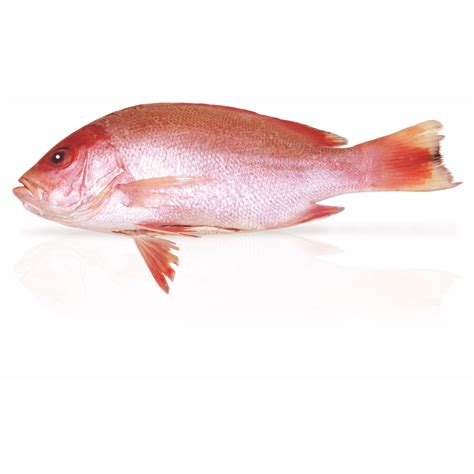 Transgourmet Sterreich Red Snapper Kg Wildfang Gefangen Im