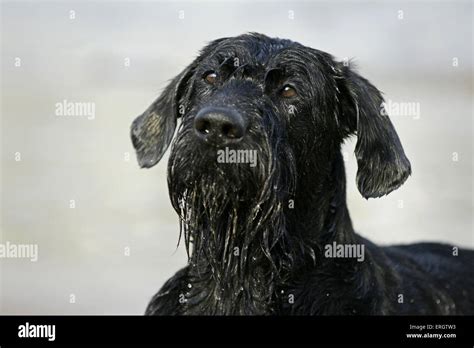 Giant Schnauzer Portrait Stock Photo Alamy