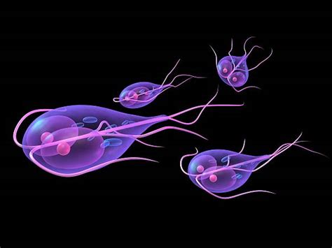 Giardia Lamblia Microbiology Laboratory Turkey