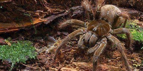Pior Aranha Do Mundo - Conheça a Aranha Golias : A maior aranha do mundo e que vive no Brasil!