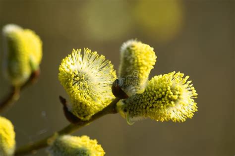 4 012 Yellow Pussy Willow Flower Stock Photos Free Royalty Free Stock Photos From Dreamstime