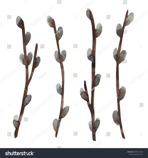 Set Hand Drawn Watercolor Pussy Willow Stock Illustration