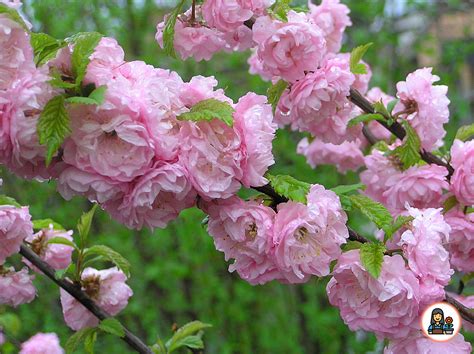 Сакура луизеания (78 фото) - фото - картинки и рисунки: скачать бесплатно