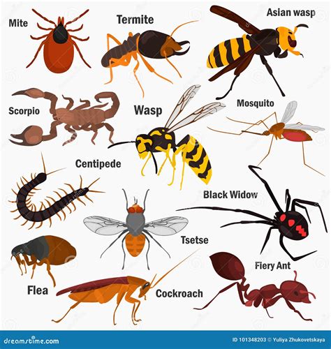 Set Pf Dangerous Insects with Their Names Color Flat Icons Stock Vector - Illustration of icon ...