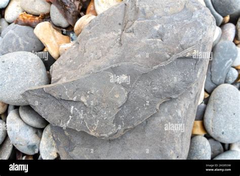 Fossil Traces In Kimmeridgian Oil Shale At Kimmeridge Bay Dorset Uk