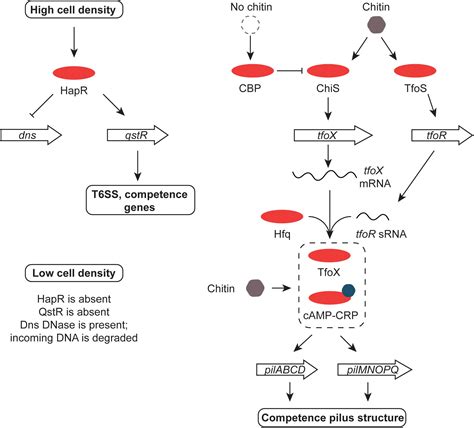 Frontiers Regulatory Hierarchies Controlling Virulence Gene Expression In Shigella Flexneri