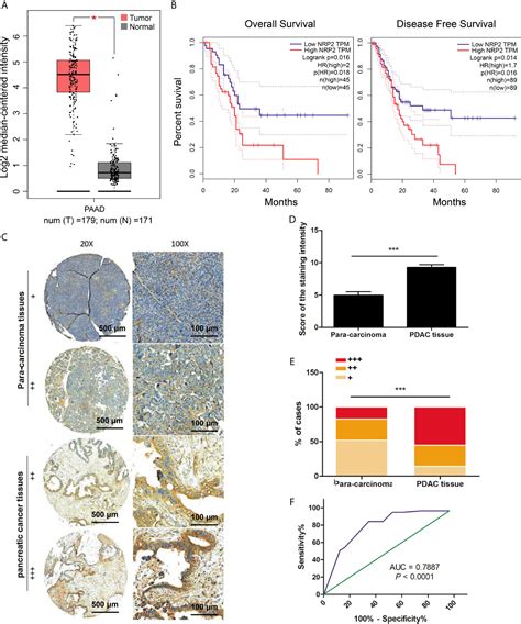 Frontiers N E A Monoclonal Antibody Targeting Neuropilin