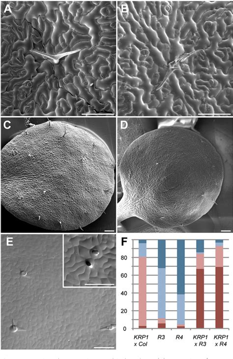 Figure From Cullin Ring Finger Ligase Plays A Key Role In The