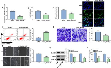 Effects Of Circ0001947 On Ra Fls Cell Growth Apoptosis Invasion