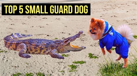 Top 5 Small Guard Dog Breeds Youtube