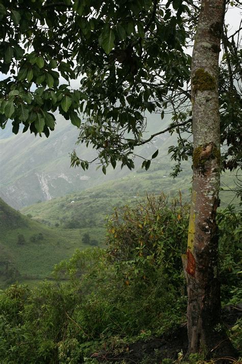 Cinchona Officinalis Tree