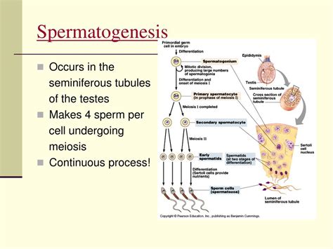 Ppt Meiosis And Sexual Reproduction Powerpoint Presentation Free