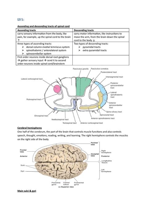 Neurologie Important Slides Lv Ascending And Descending Tracts Of