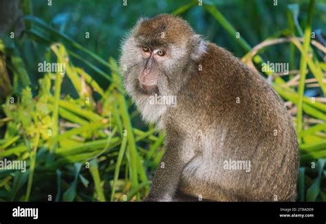 Crab Eating Macaque Macaca Fascicularis Stock Photo Alamy