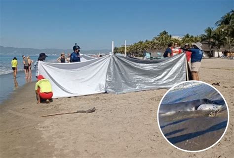 Hallan Sin Vida A Cría De Ballena Jorobada En Nuevo Vallarta