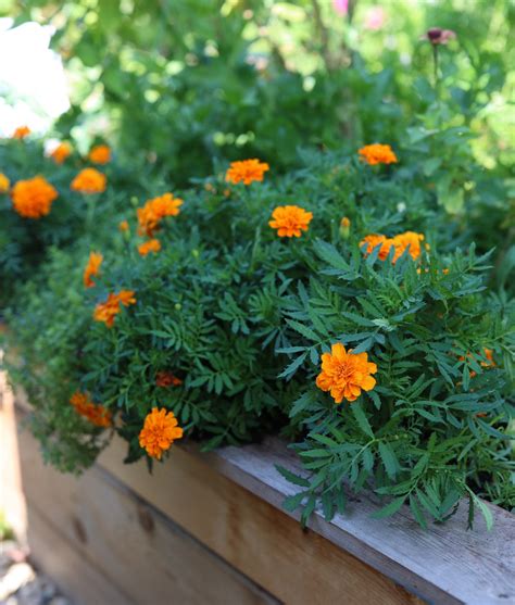 How to Save Your Own Marigold Seeds • Gardenary