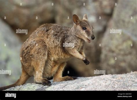 Black Footed Rock Wallaby Standing Petrogale Lateralis Stock Photo