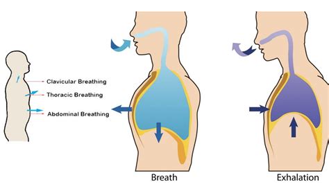 Clavicular Breathing - World Yoga Forum