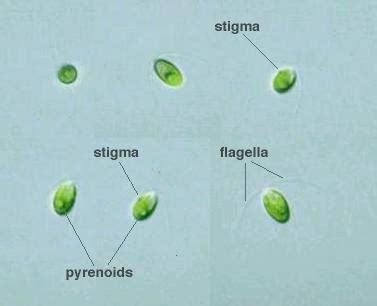 Protist Images: Dunaliella salina