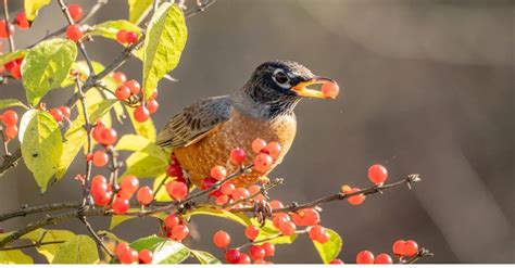 Male vs Female Robin: What Are 3 Main Differences? - A-Z Animals