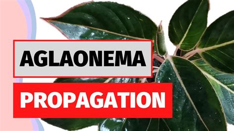 Aglaonema Propagation Plant Division Stem Cutting Sapphire