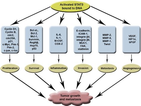 Pdf Targeting The Stat3 Signaling Pathway In Cancer Role Of Synthetic And Natural Inhibitors