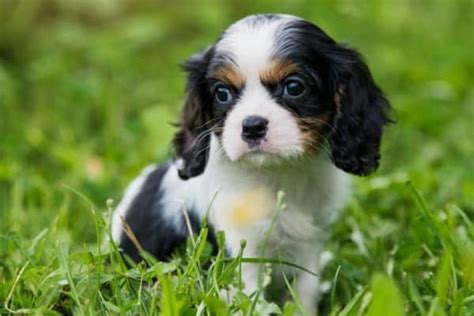 Cavalier King Charles Spaniel - A-Z Animals