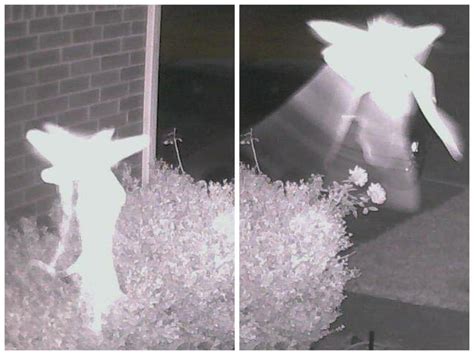 Tinkerbell or the Tooth Fairy? Caught on security cam. : pics