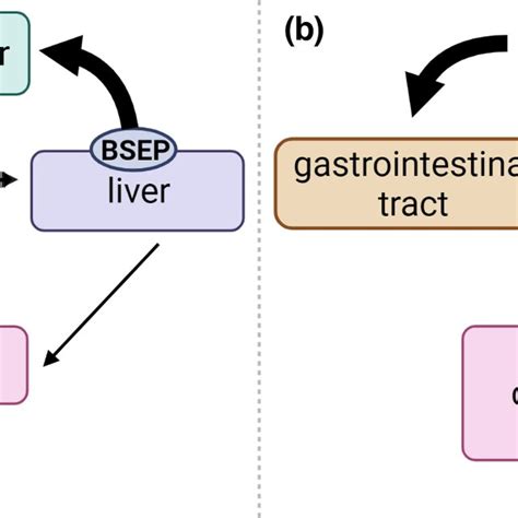 Mean Concentration Vs Time Profile Of Primary Conjugated Bile Acids In