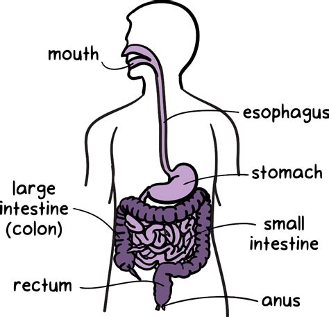 Diagram Of Intestines Human