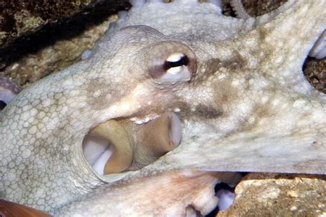 Common Octopus Close Up Of Head Showing Funnel Our Beautiful Wall Art