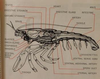 1962 Fascinating Deep Sea Lobster | Collectors Weekly