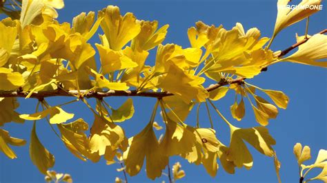 Trésor d automne l arbre aux mille écus YouTube