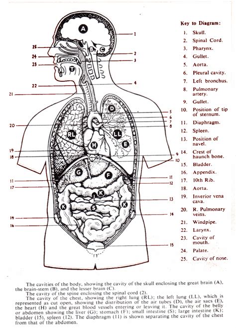 Anatomy And Physiology Label The Body Diagram