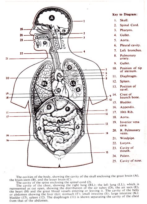 Diagram Of The Human Body Labeling Body Systems Body Systems