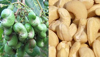 Indian Horticulture | Cashew | Agricultural Resources