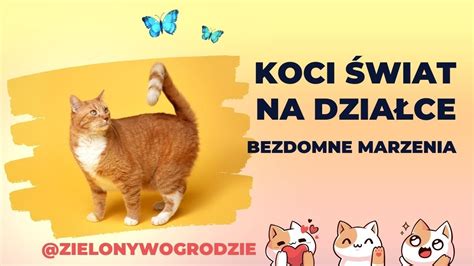 Koci świat na działce walka o lepsze jutro Bezdomne marzenia YouTube