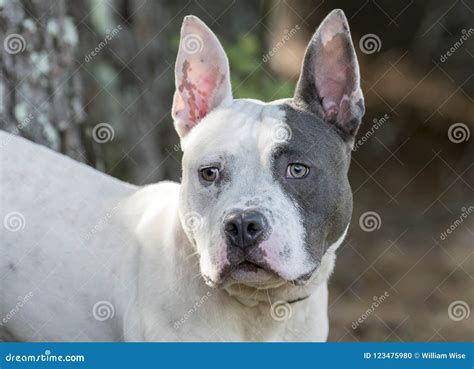 Grey Pit Bull Mix Stock Photos - Free & Royalty-Free Stock Photos from ...