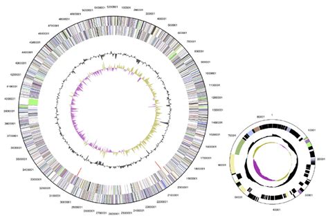 Graphical Circular Map Of The Chromosome And The Plasmid From Outside