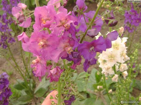 Вербаскум гибридный - «Коровяк - это не только коровьи лепёшки...» | отзывы