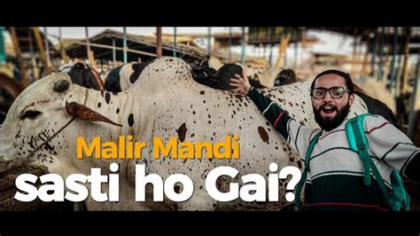 Malir Mandi Karachi Cattle Rates Update 26 May 2023 Malir Mandi