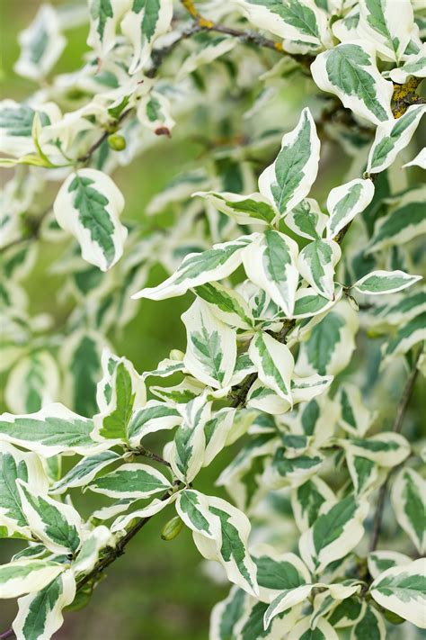 Loveliest Variegated Plants To Grow Gardens Illustrated