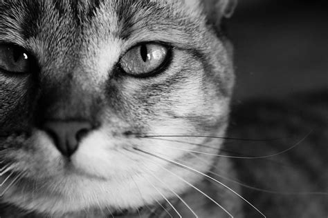 Grayscale Photo Of Cats Face Image Free Photo