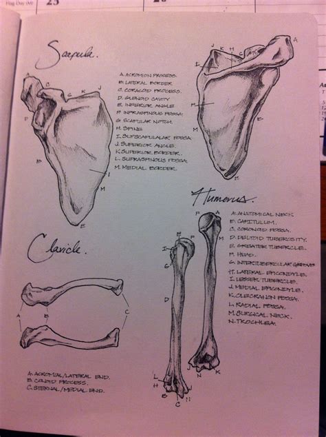 The different types of vertebrae in the human spine – Artofit