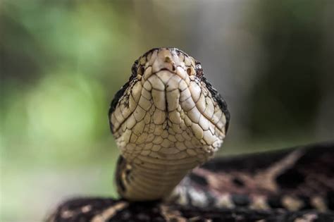 10 Snakes With Very Triangular Heads Snake Radar