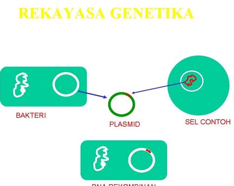 Rekayasa Genetika Adalah Yok Belajar Jadi Pengusaha