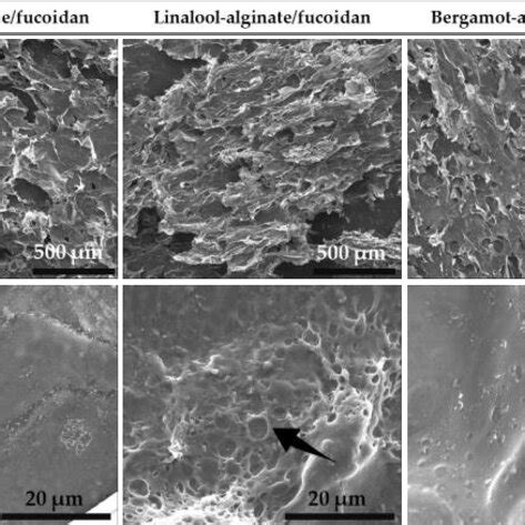 SEM micrographs of hydrogels top scale bars 500 µ m bottom scale