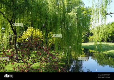 Spring color of West Lake Scenic Area Stock Photo - Alamy