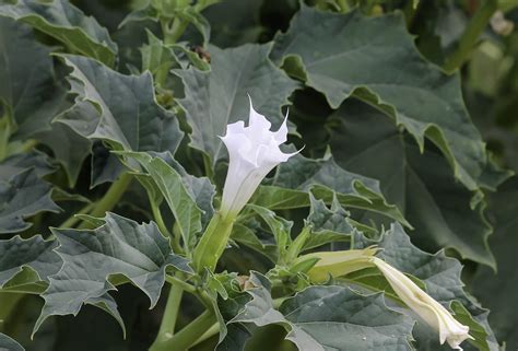 Datura Stramonium Biodiversité Végétale Du Sud Ouest Marocain